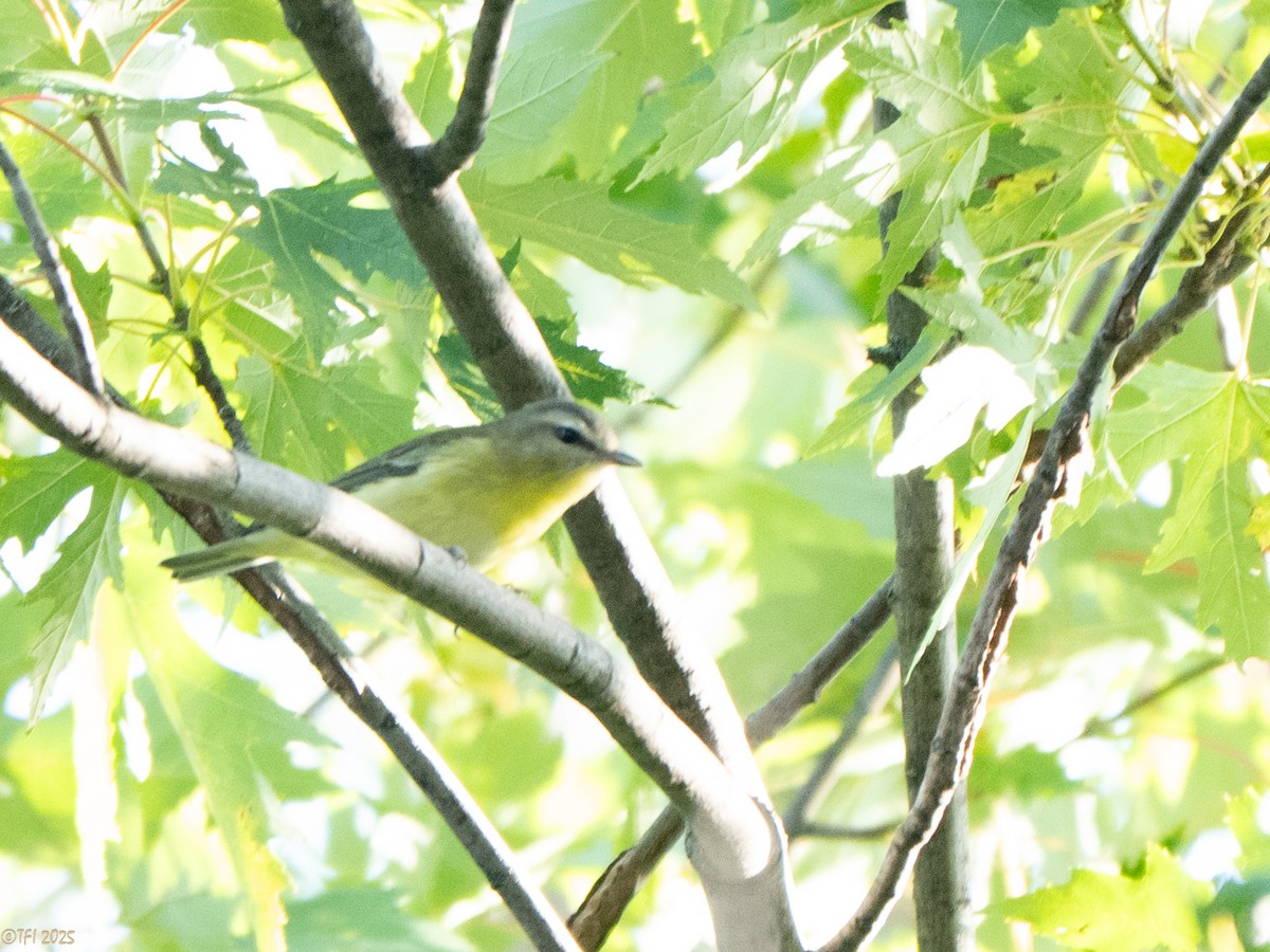 Philadelphia Vireo - ML642082150