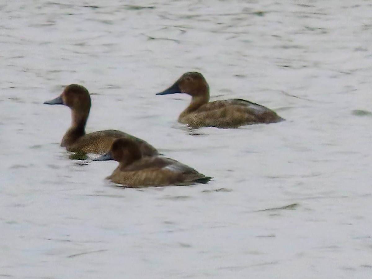 Canvasback - ML642082152