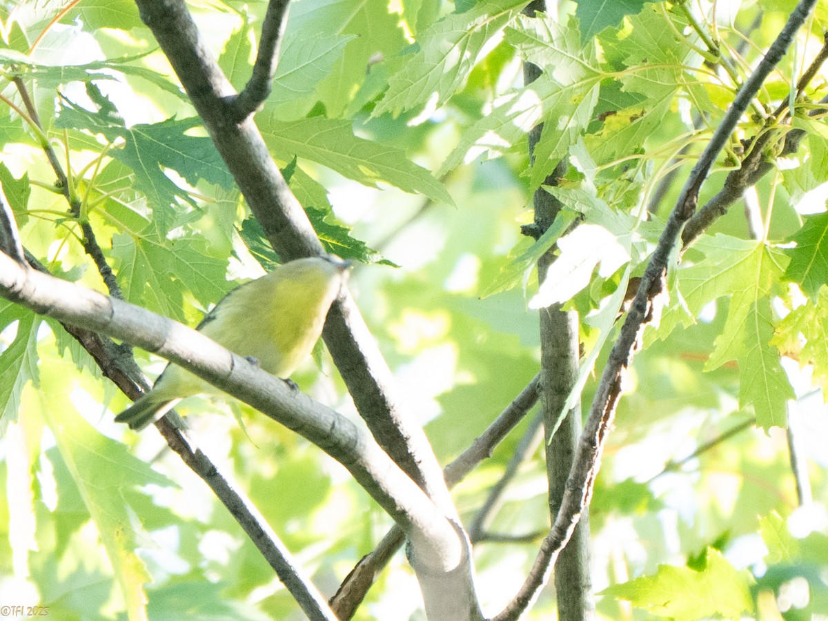 Philadelphia Vireo - ML642082153