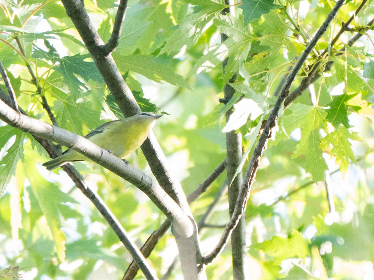 Philadelphia Vireo - ML642082156
