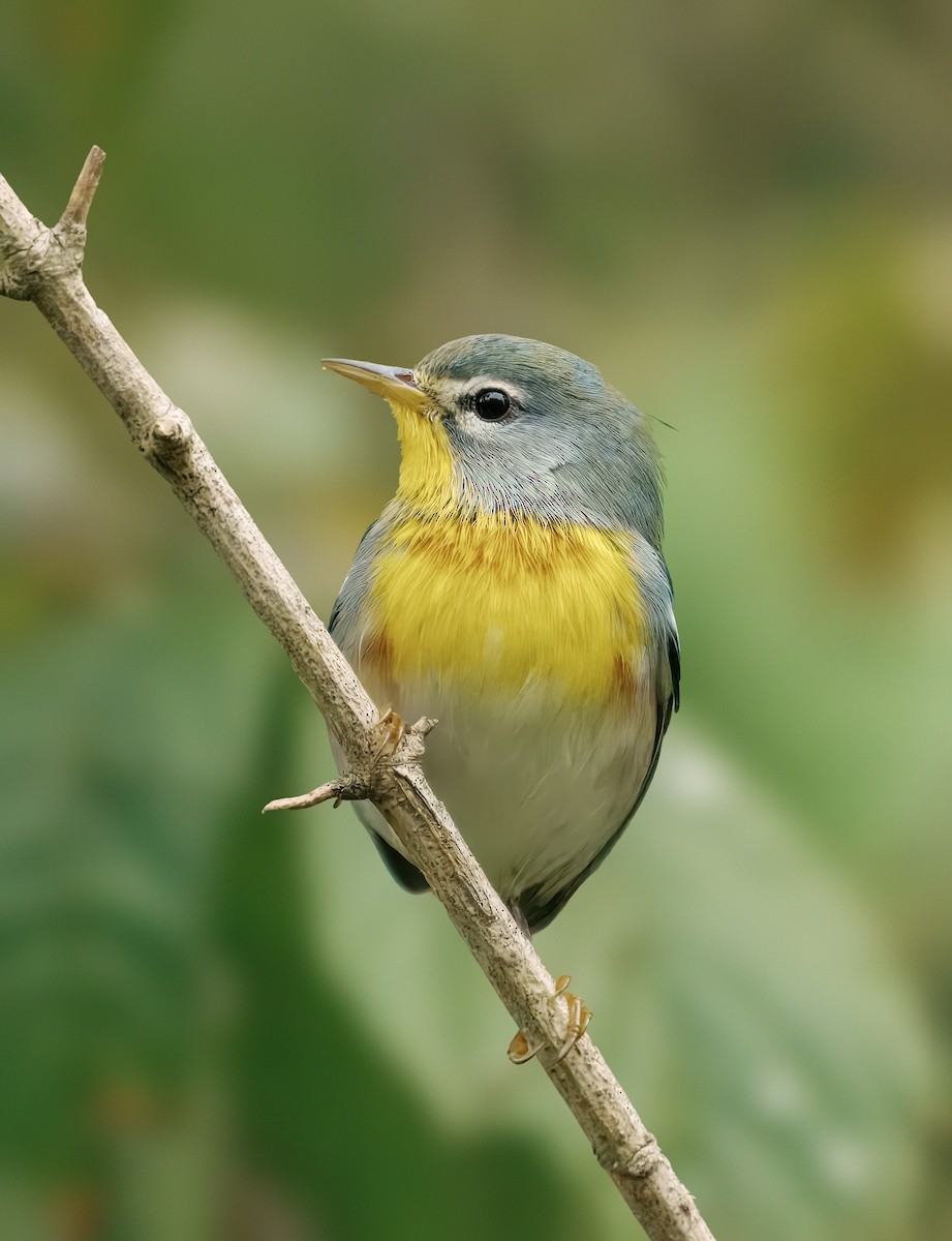 Northern Parula - ML642082185