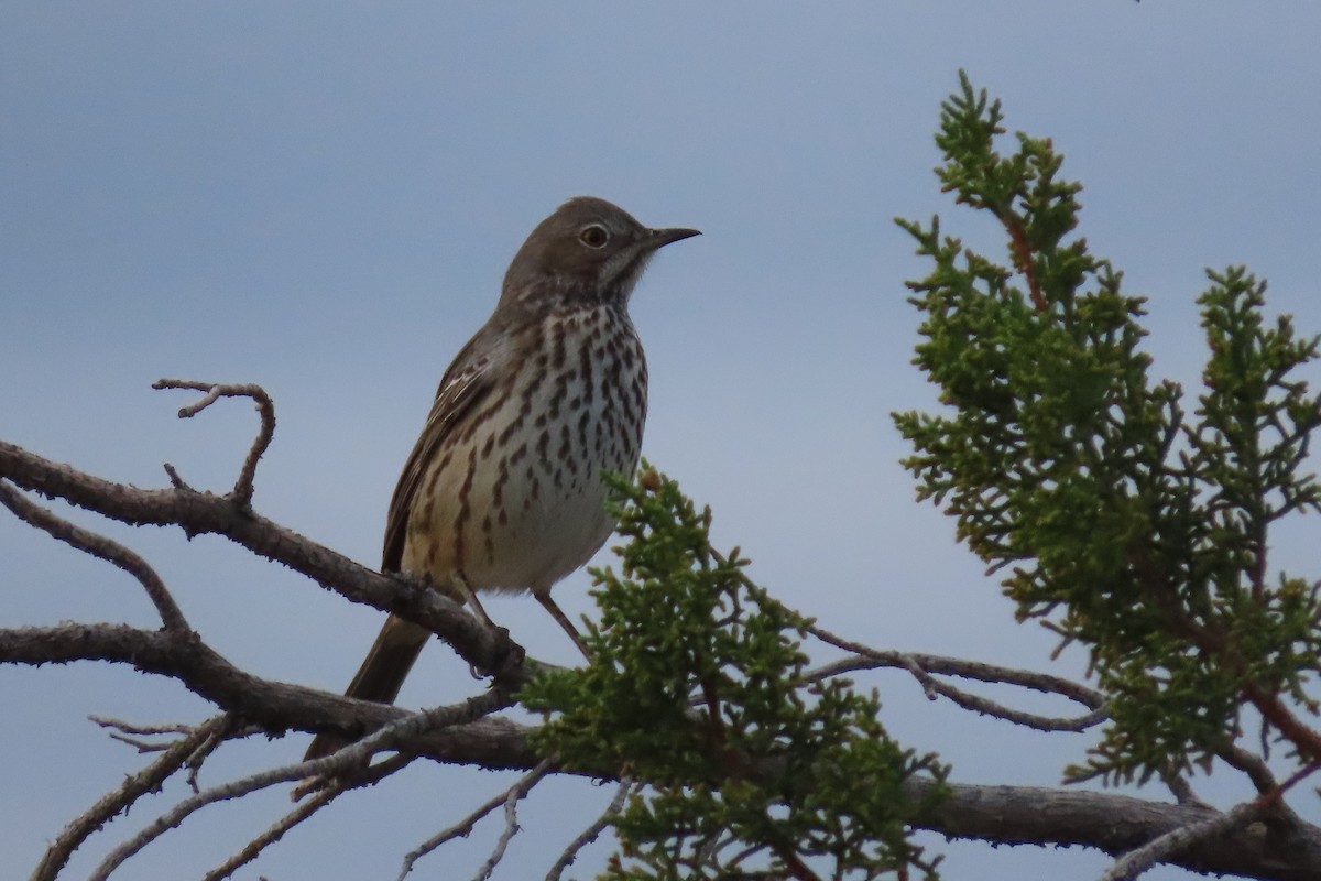 salviespottefugl - ML642082191