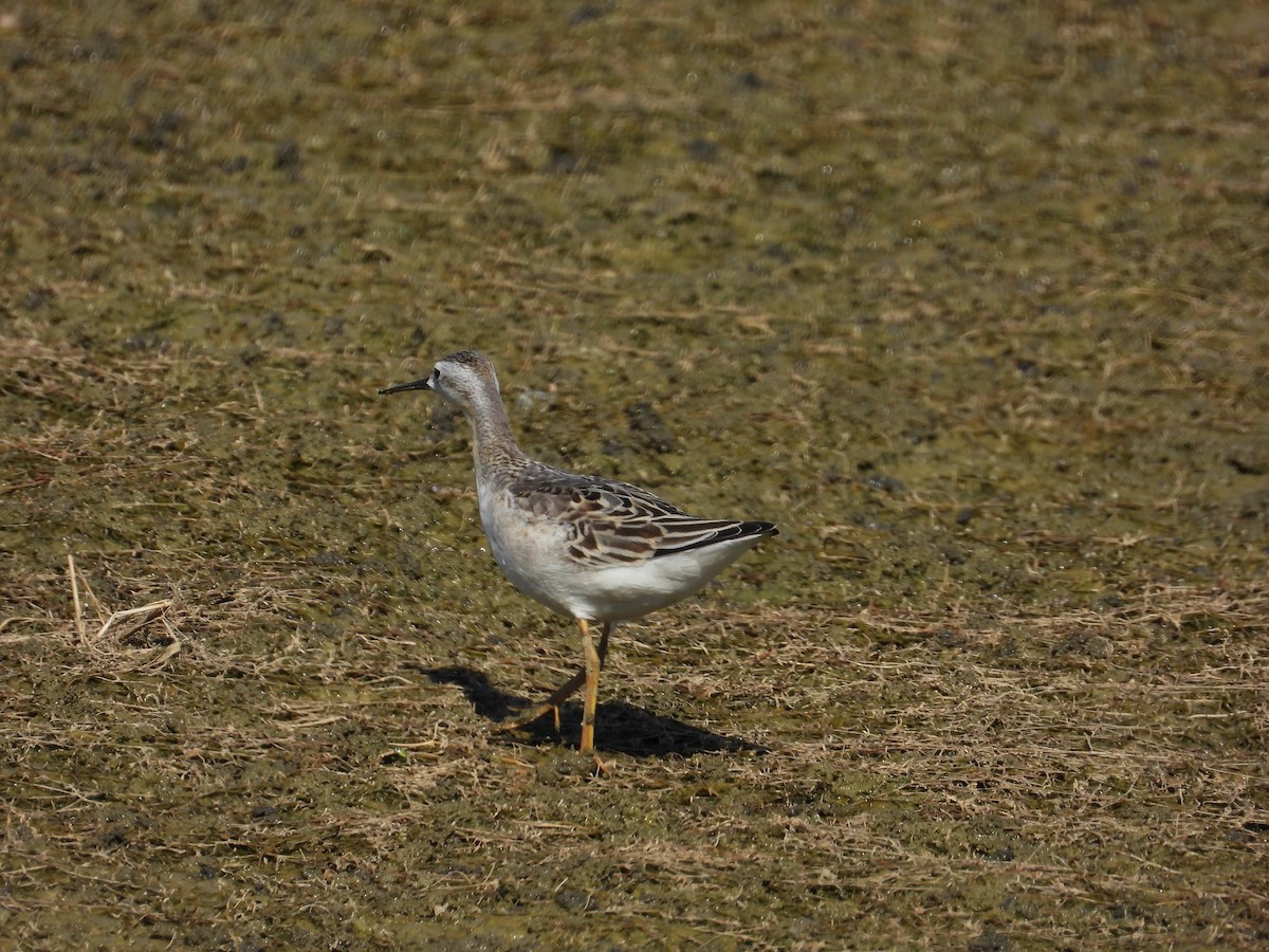 Phalarope de Wilson - ML642082192