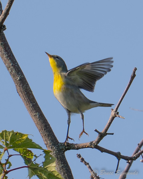 Northern Parula - ML642082194