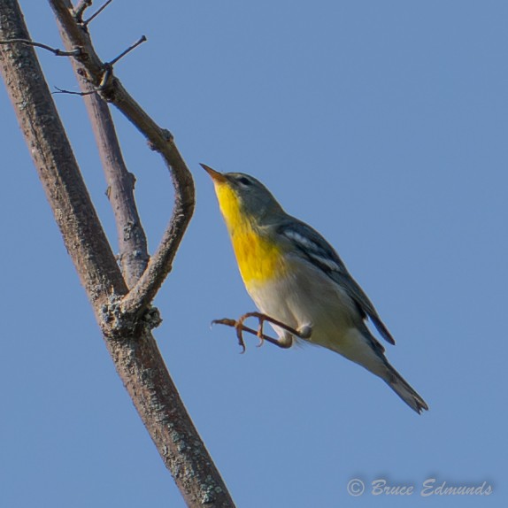 Northern Parula - ML642082195