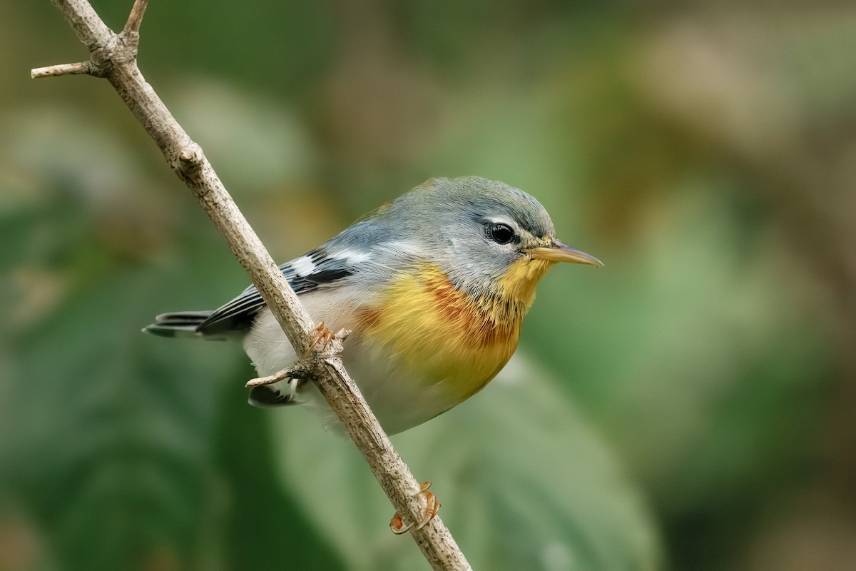 Northern Parula - ML642082196