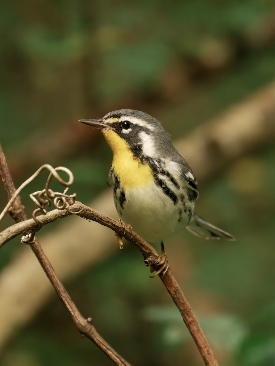 Yellow-throated Warbler - ML642082204