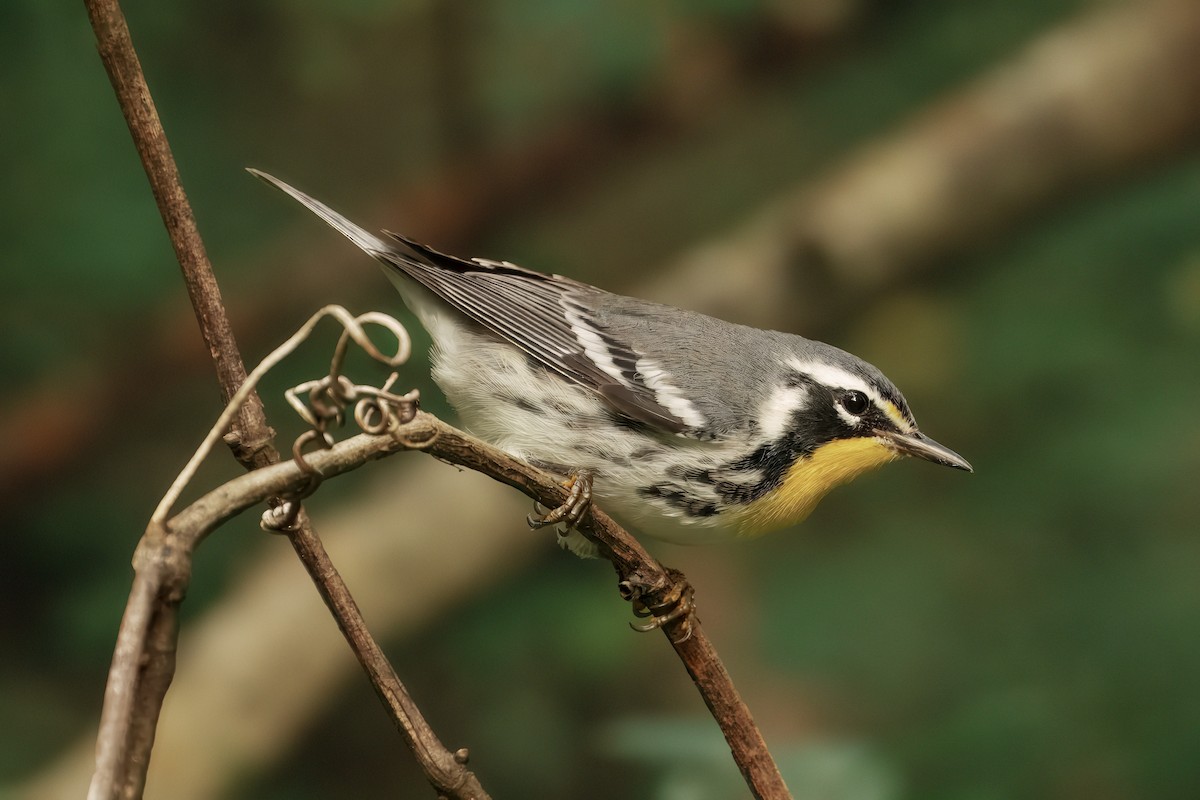 Yellow-throated Warbler - ML642082206