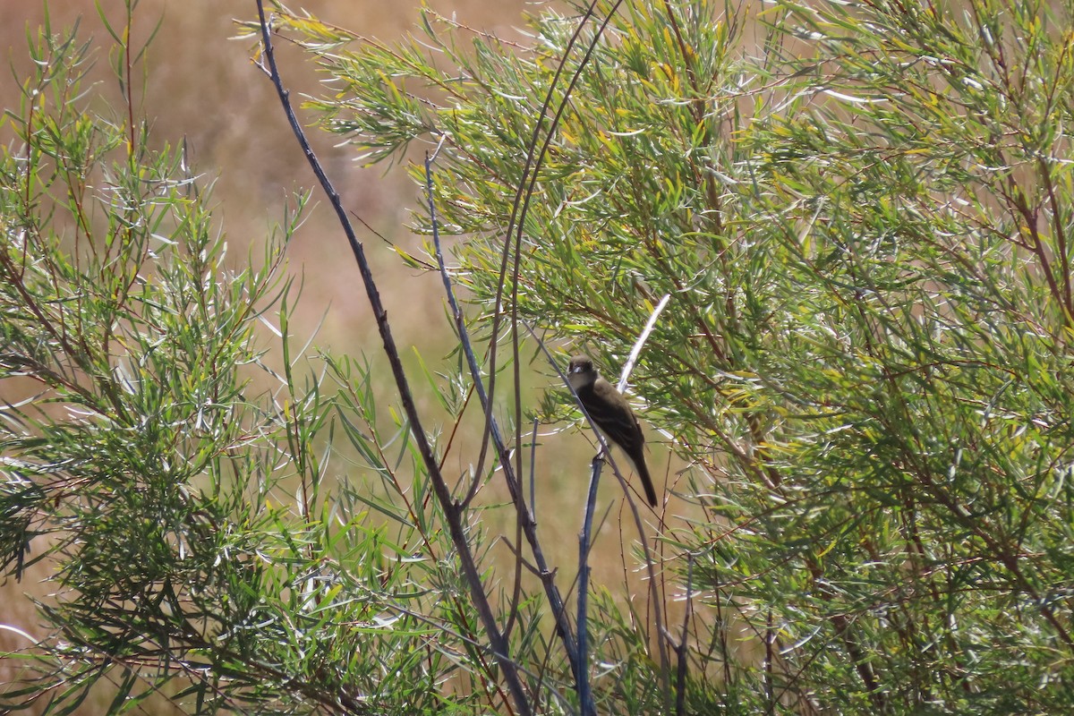 vierempid - ML642082217