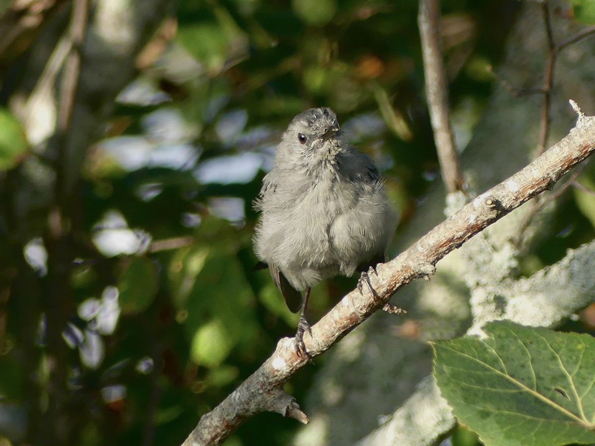 Gray Catbird - ML642082226