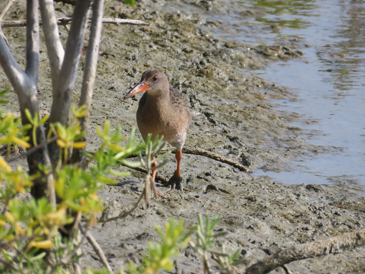 Mangrove Rail - ML642082237
