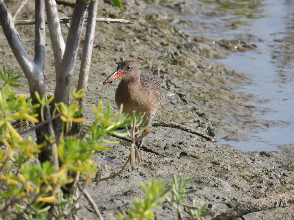 Mangrove Rail - ML642082239