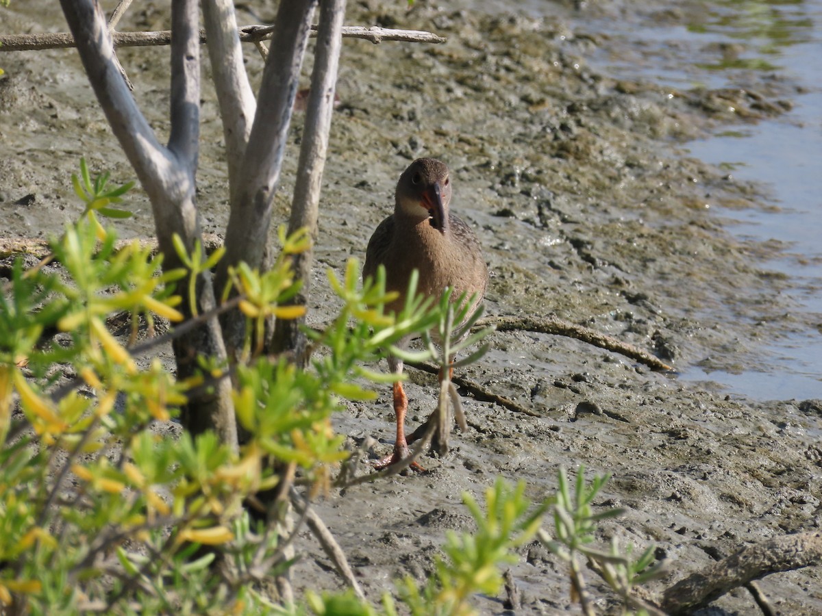 Mangrove Rail - ML642082241