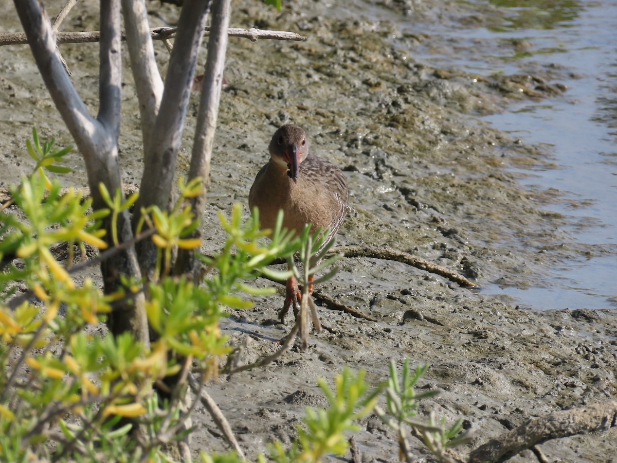Mangrove Rail - ML642082242