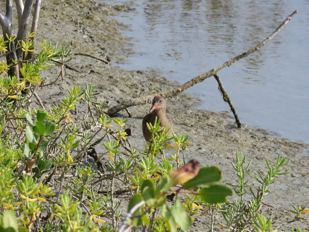 Mangrove Rail - ML642082243