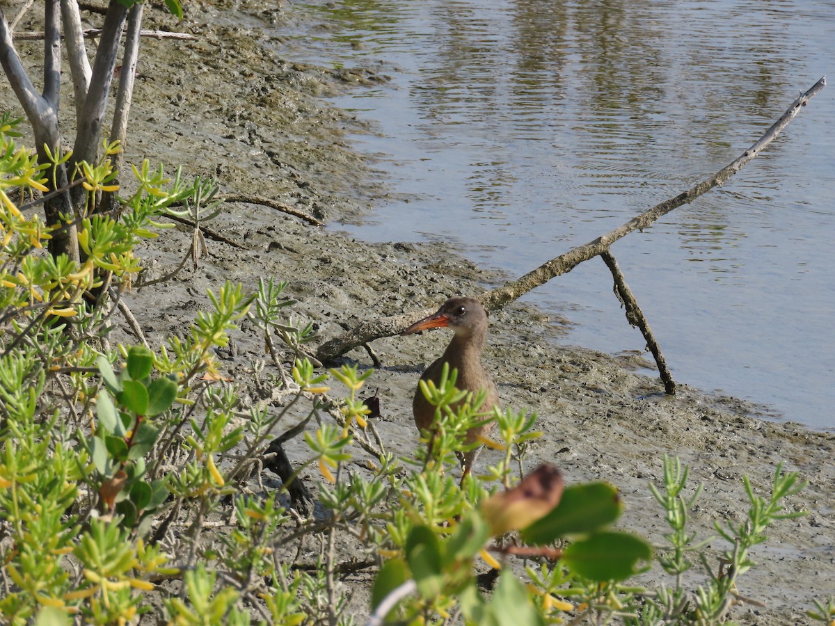 Mangrove Rail - ML642082244