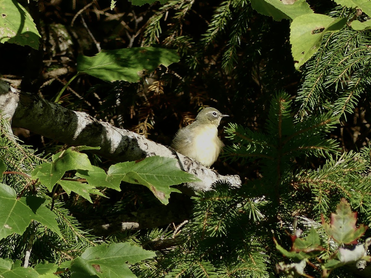 Black-throated Blue Warbler - ML642082253