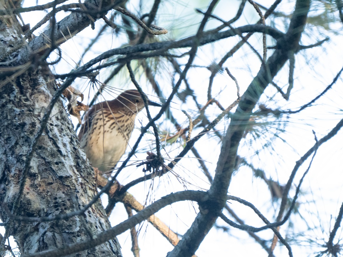 Brown Thrasher - ML642082259