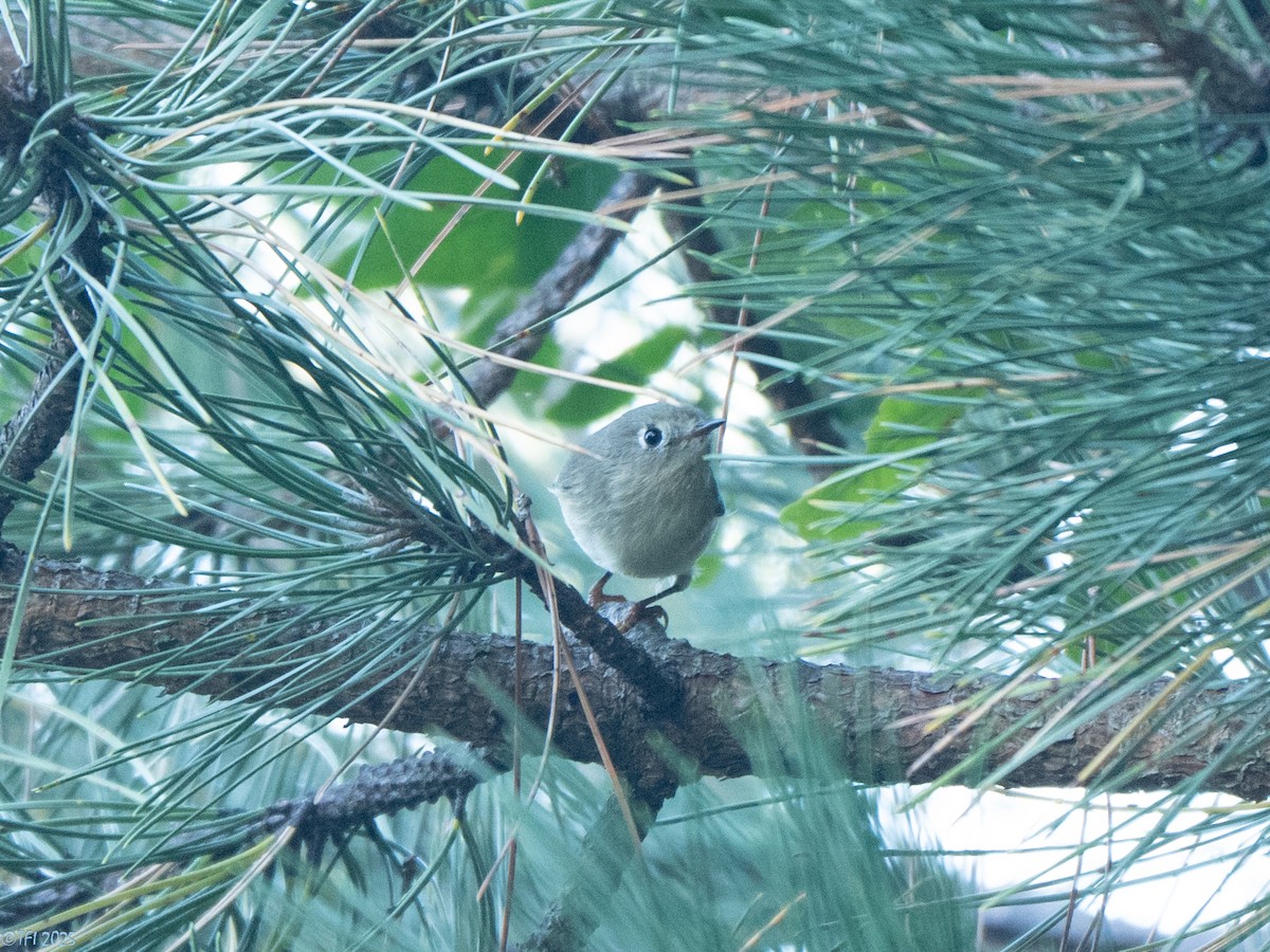 Ruby-crowned Kinglet - ML642082262