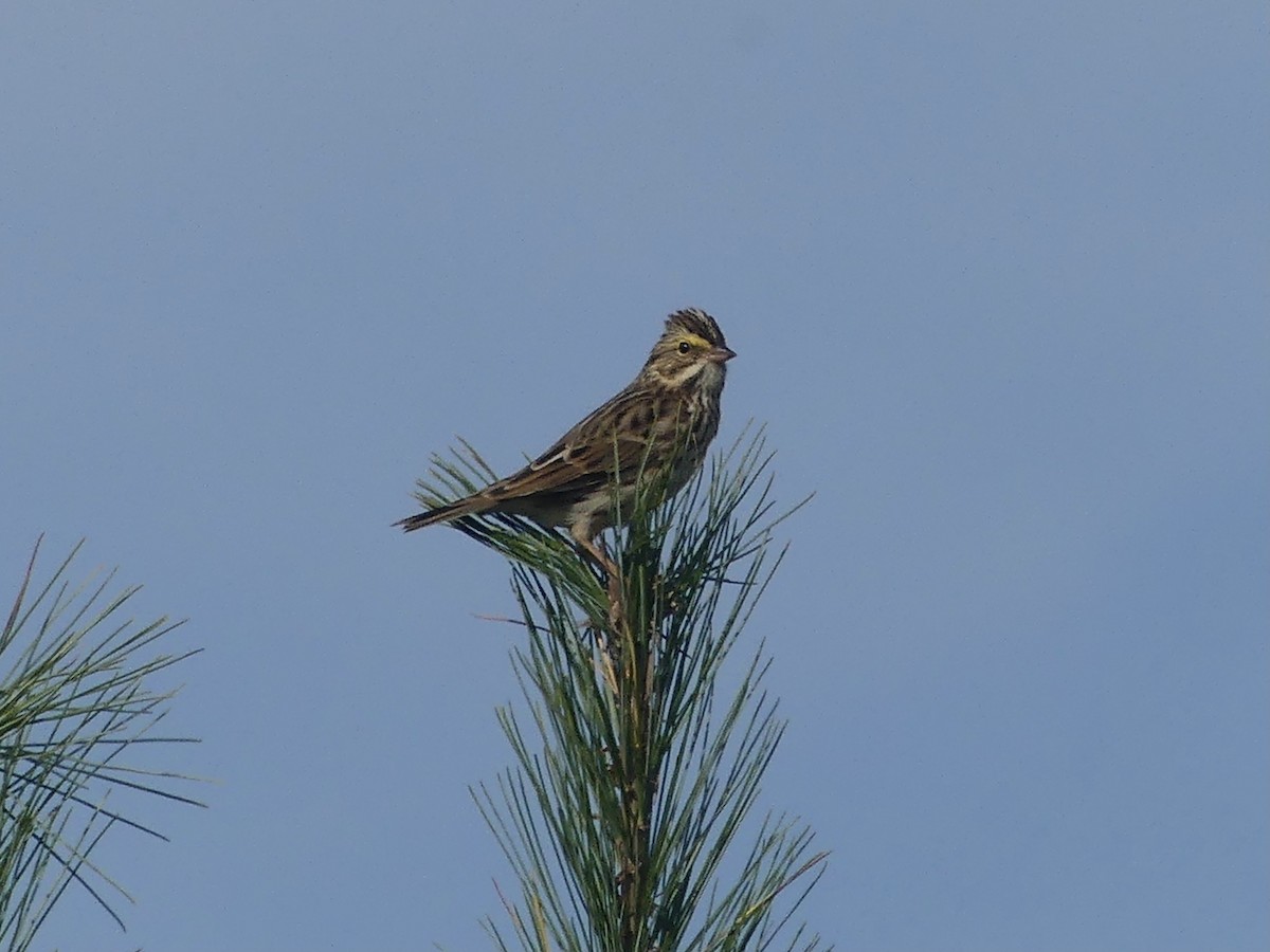 Savannah Sparrow - ML642082266