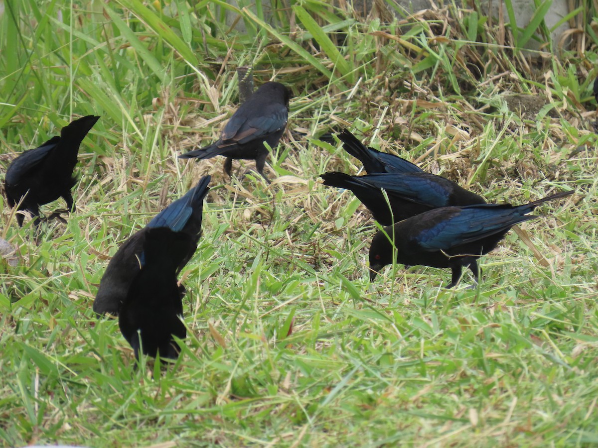 Bronzed Cowbird - ML642082276