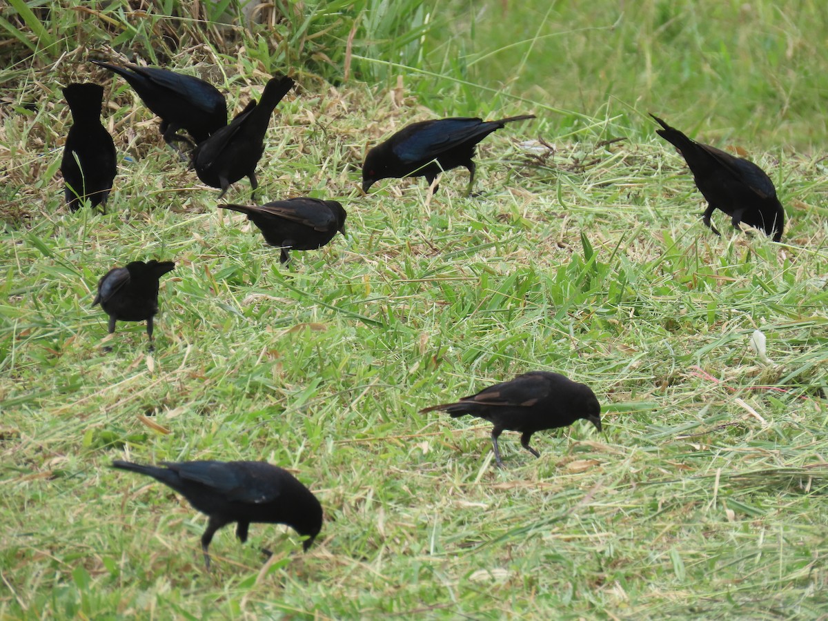 Bronzed Cowbird - ML642082277