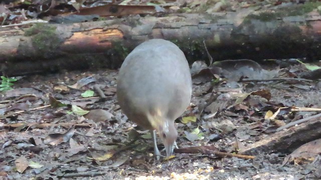 Solitary Tinamou - ML642082294
