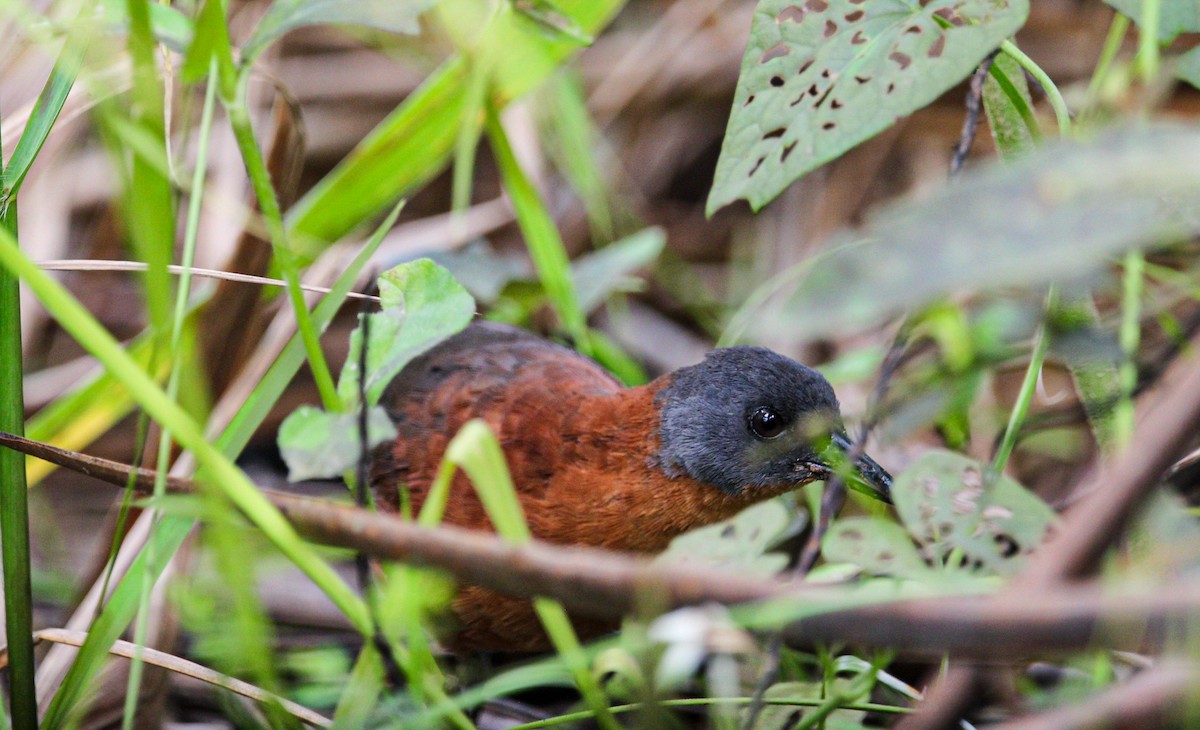 Ruddy Crake - ML642082296