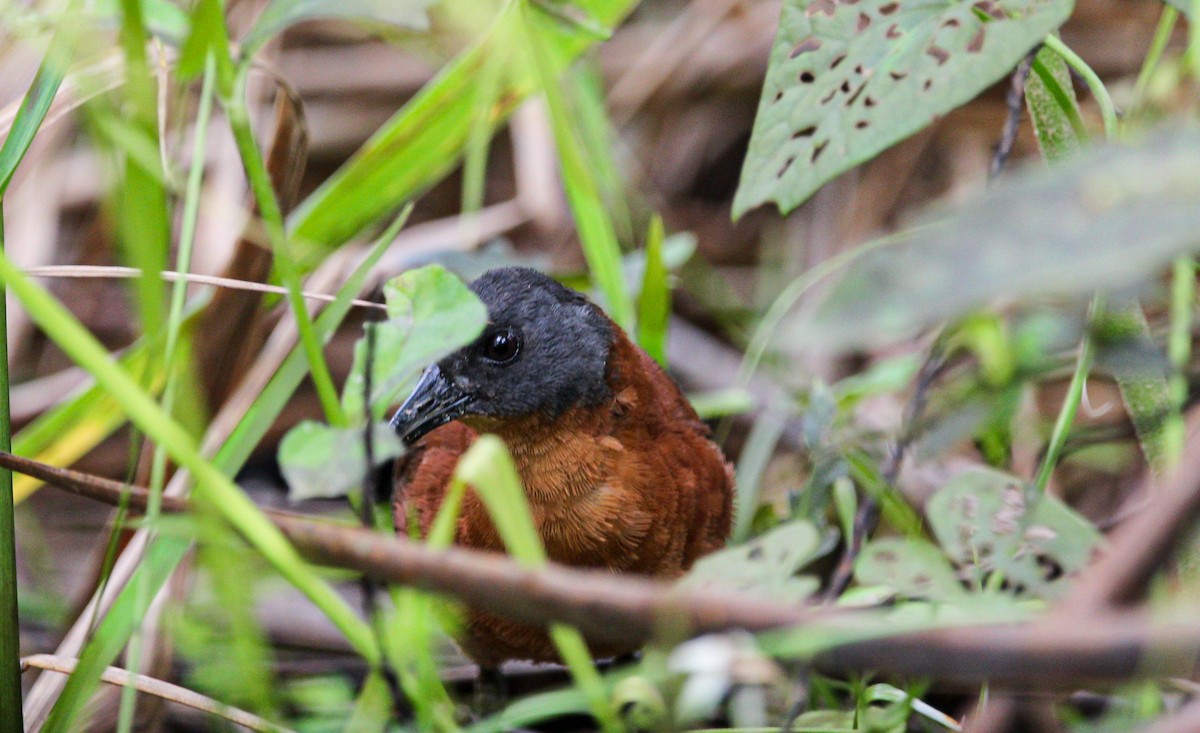 Ruddy Crake - ML642082297