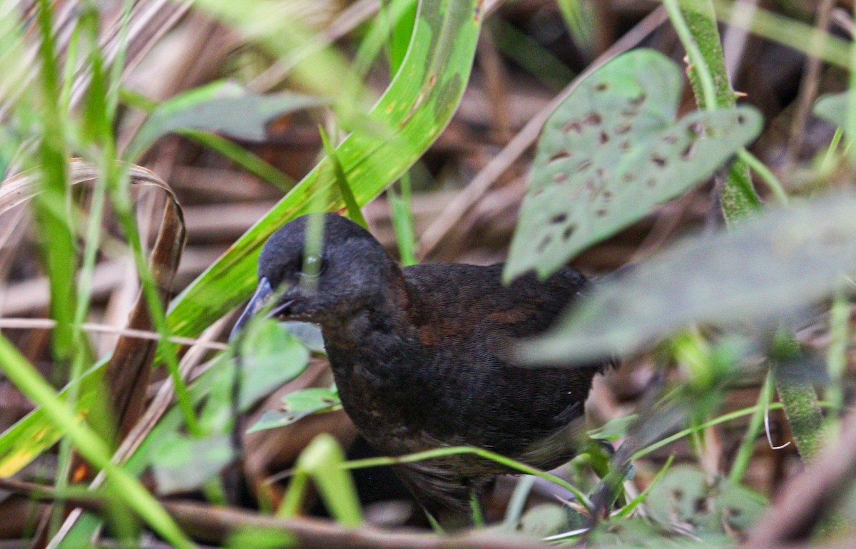 Ruddy Crake - ML642082298