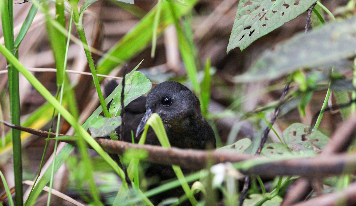 Ruddy Crake - ML642082299