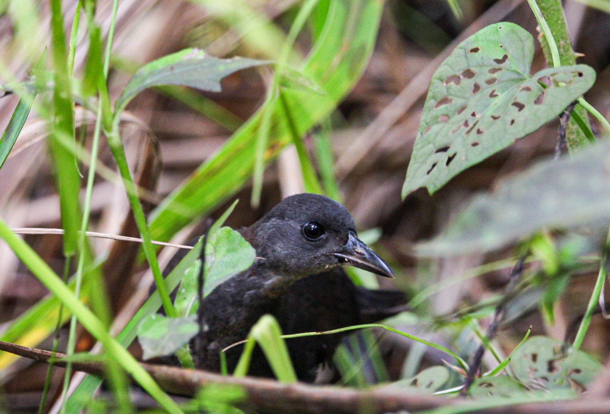 Ruddy Crake - ML642082300