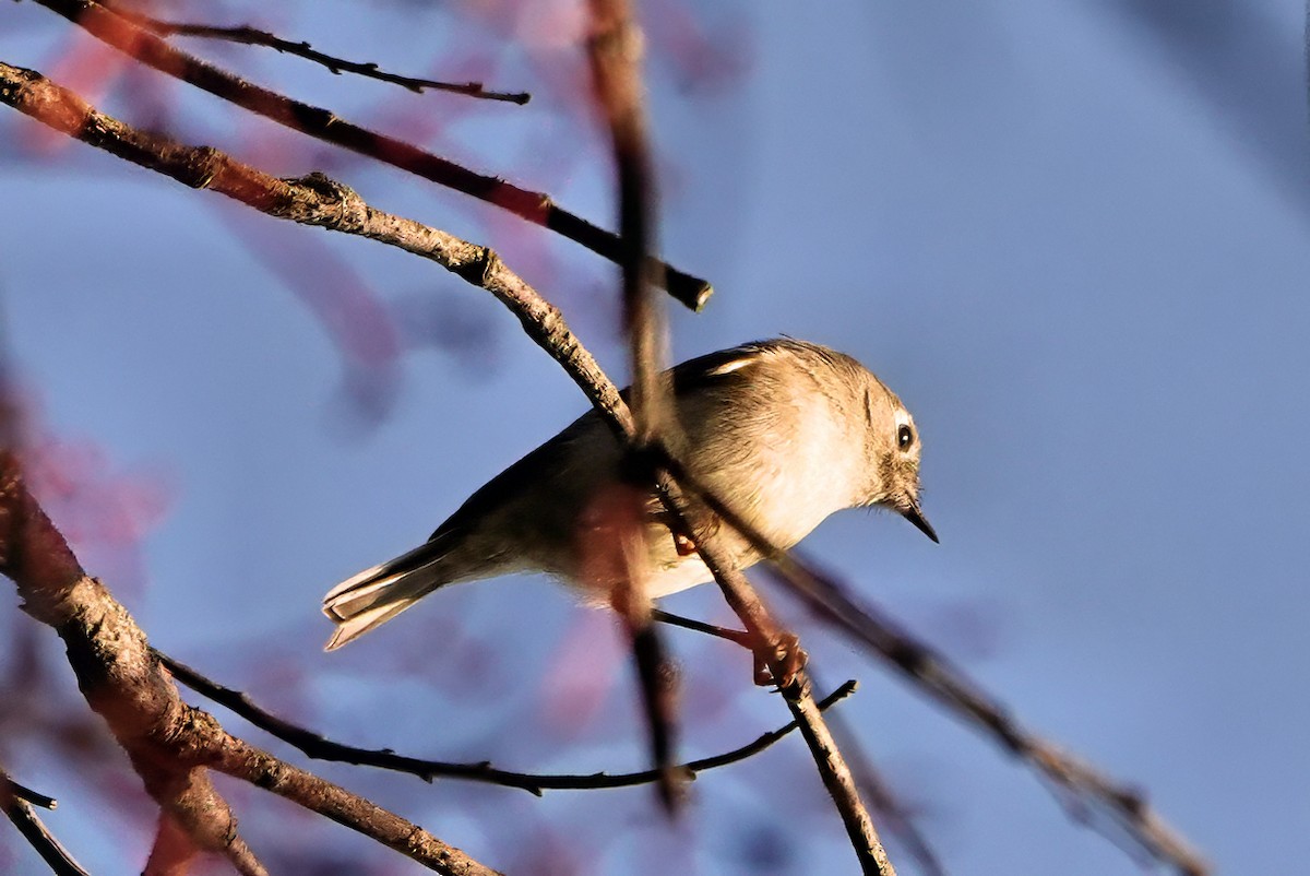 Ruby-crowned Kinglet - ML642082301