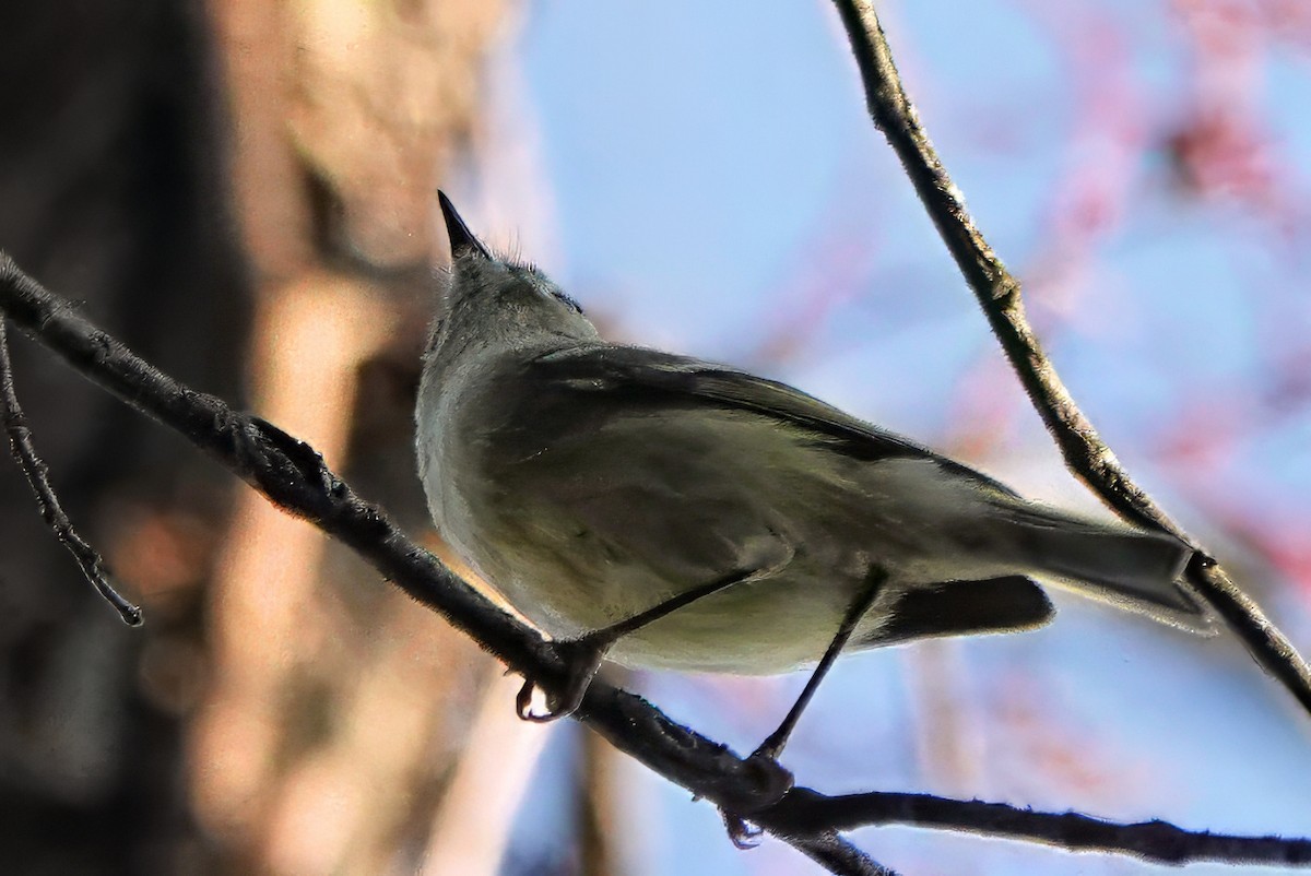 Ruby-crowned Kinglet - ML642082302