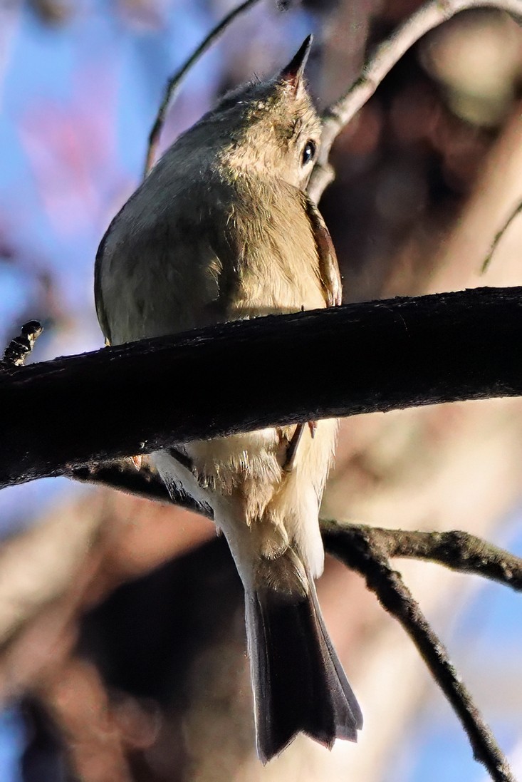 Ruby-crowned Kinglet - ML642082303