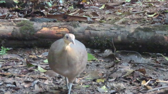 Solitary Tinamou - ML642082305
