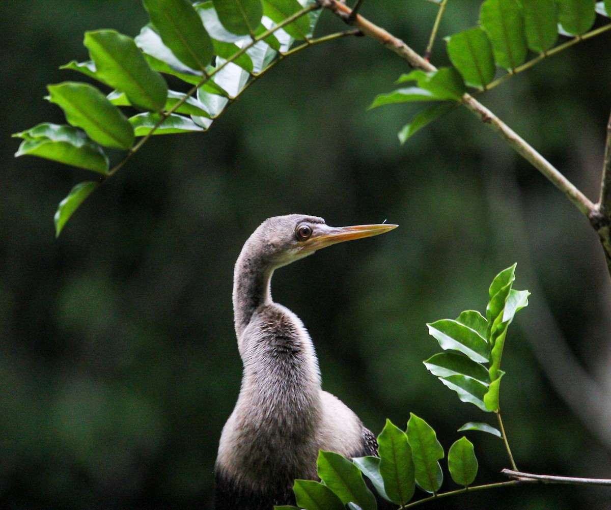 Anhinga - ML642082310