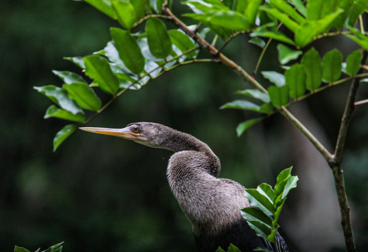 Anhinga - ML642082311
