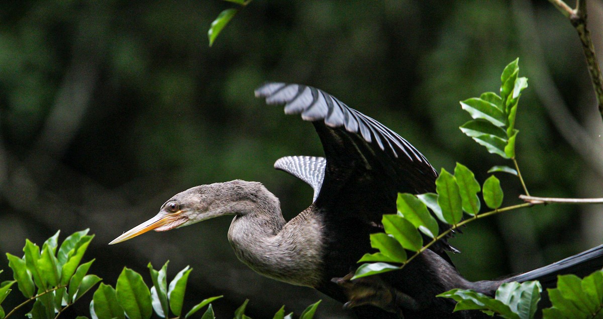 Anhinga - ML642082312