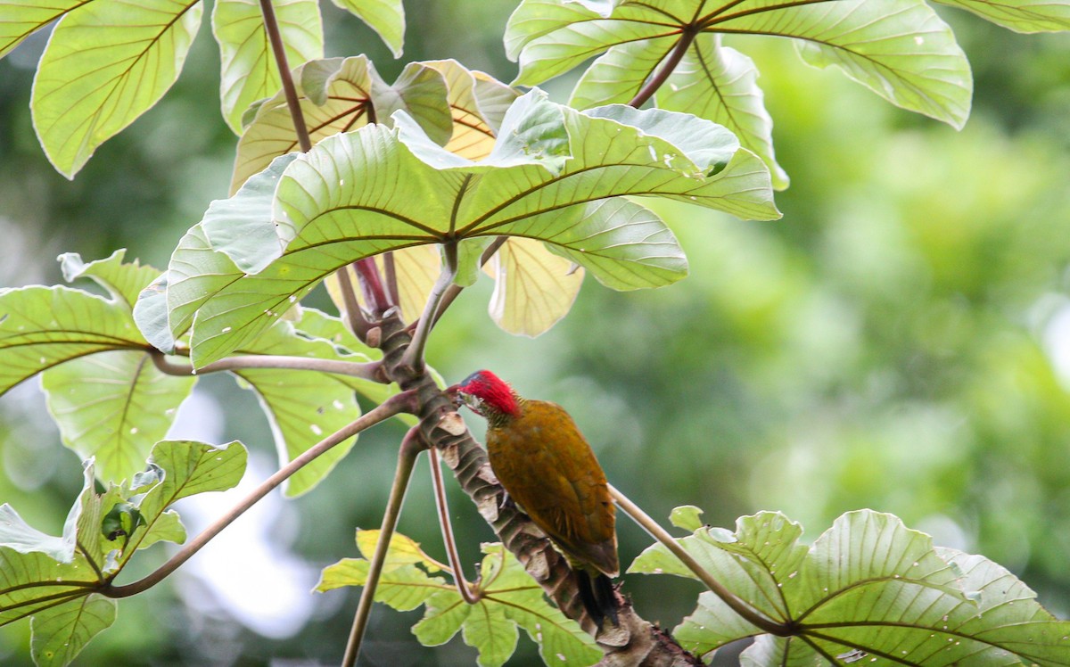 Golden-olive Woodpecker - ML642082325