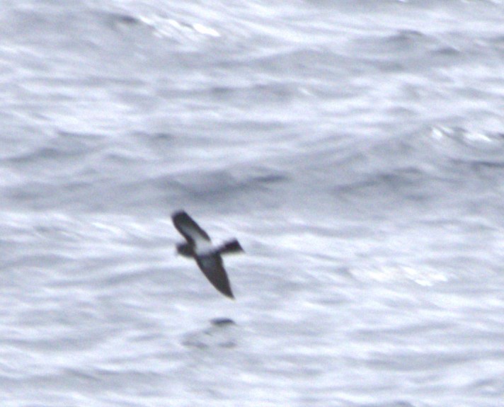Black-bellied Storm-Petrel - ML642082327