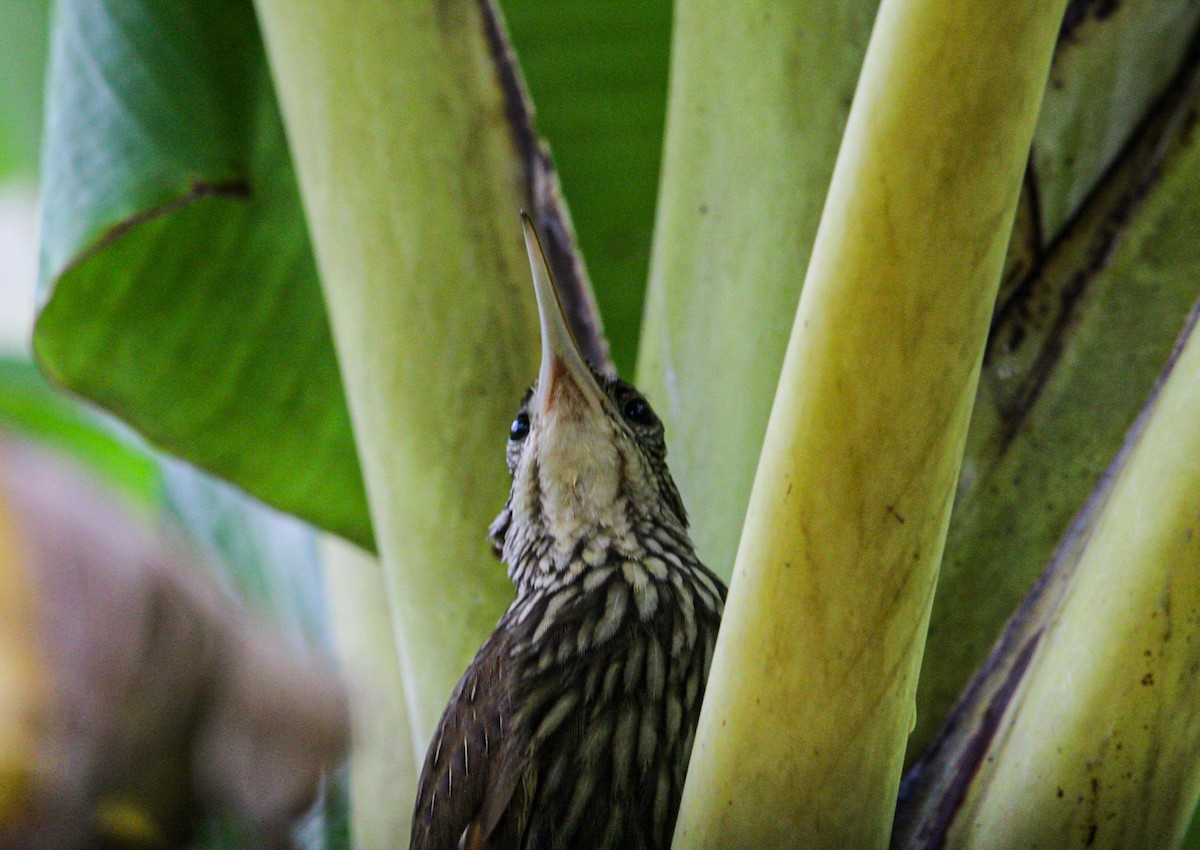 Ivory-billed Woodcreeper - ML642082331