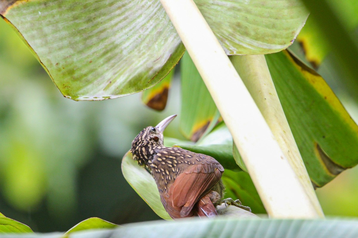 Ivory-billed Woodcreeper - ML642082332