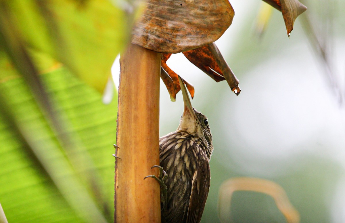 Ivory-billed Woodcreeper - ML642082333