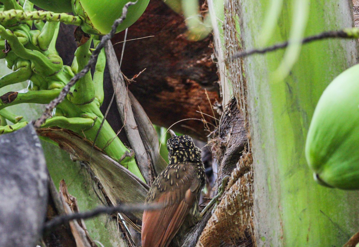 Ivory-billed Woodcreeper - ML642082334