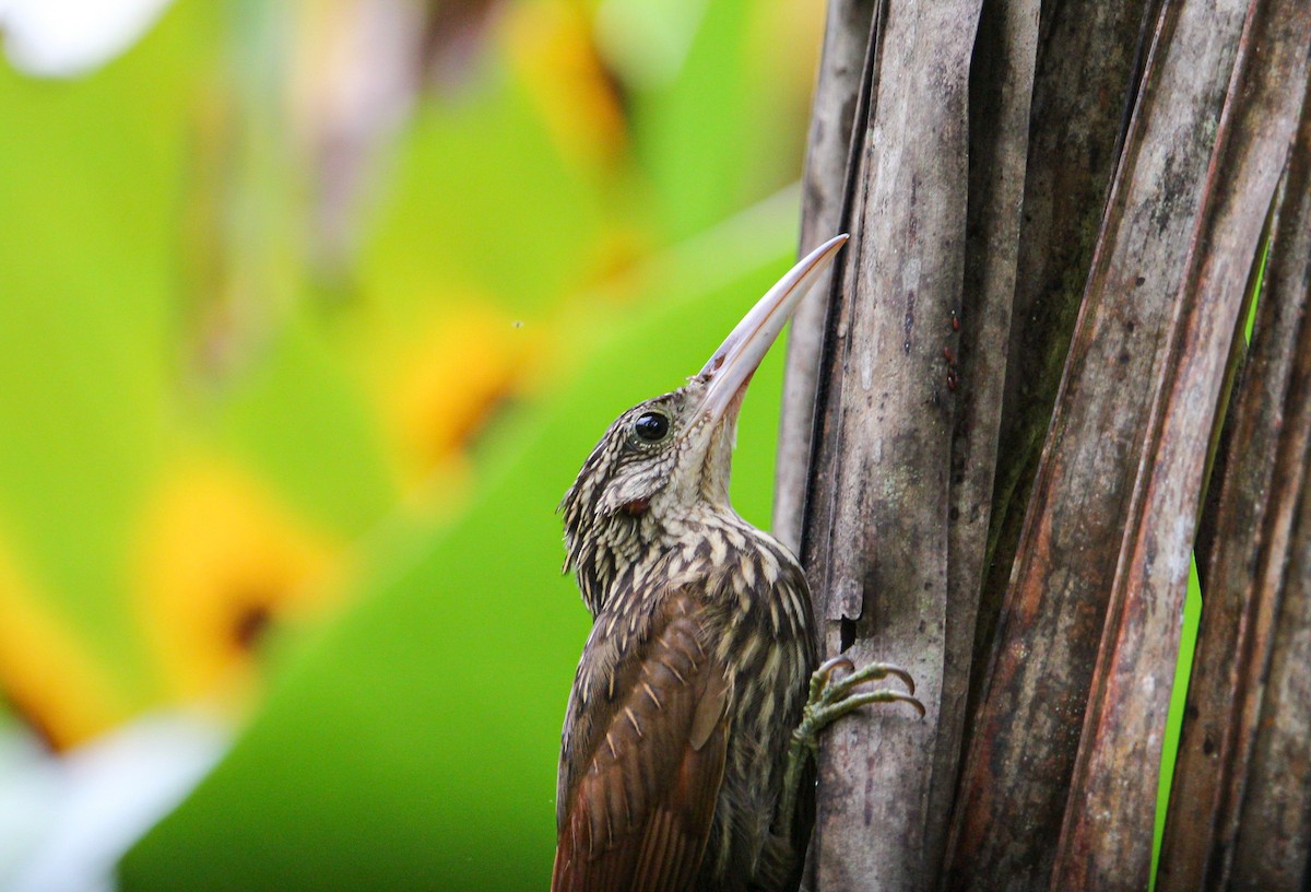 Ivory-billed Woodcreeper - ML642082335