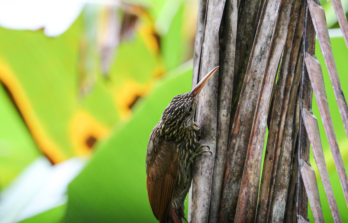 Ivory-billed Woodcreeper - ML642082336