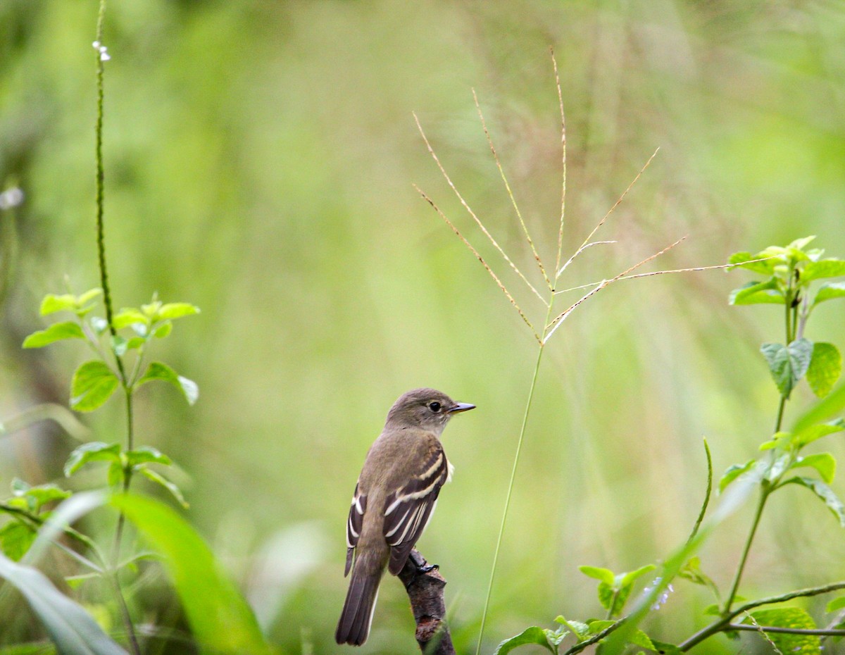 Alder Flycatcher - ML642082339