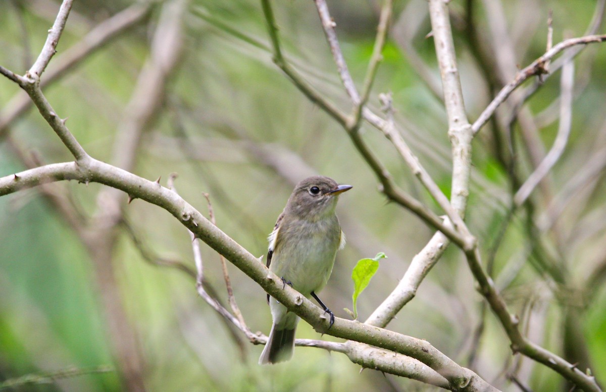 Alder Flycatcher - ML642082340