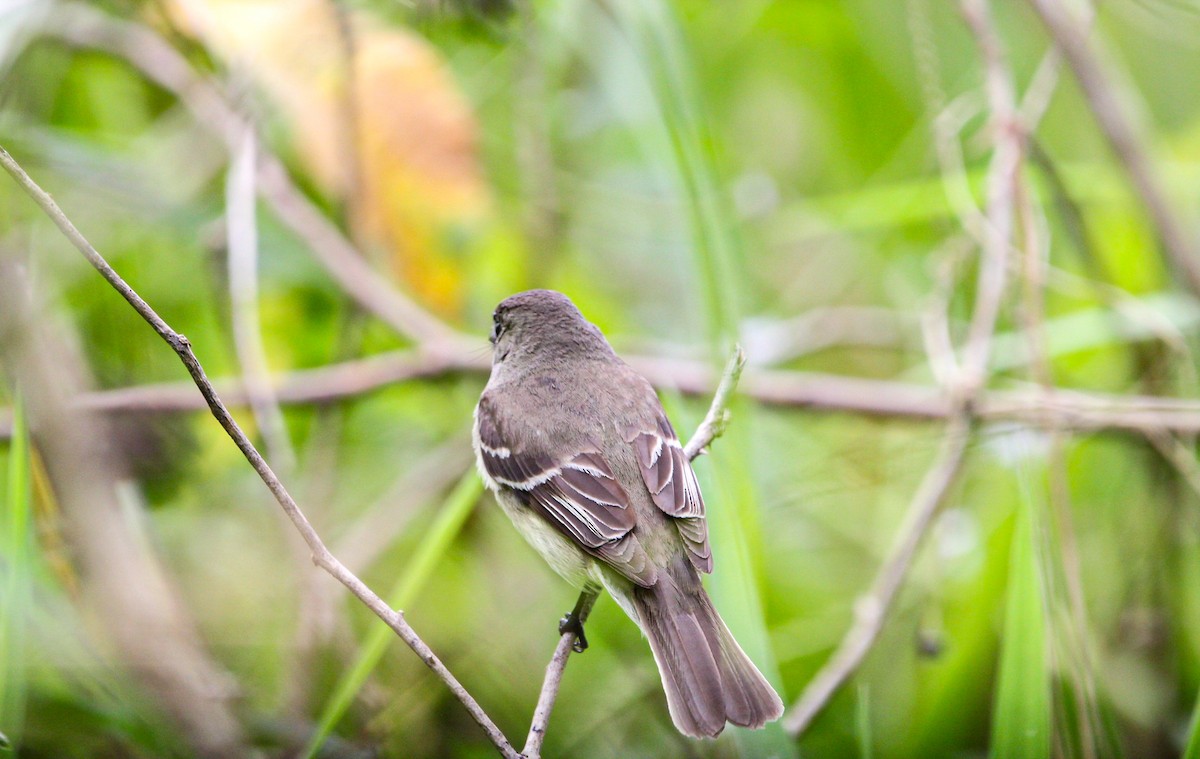 Alder Flycatcher - ML642082341